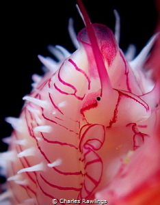 Ovulid face on a soft coral bush taken in a one knot curr... by Charles Rawlings 